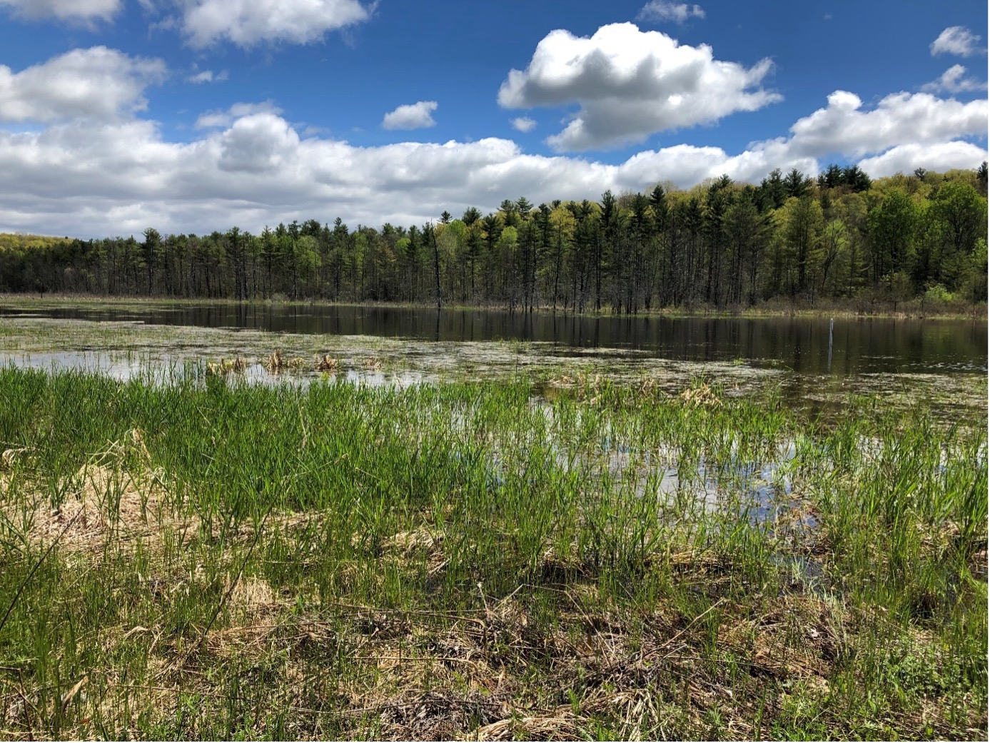 A color photograph of one of the study sites, showing a restored riparian wetland ecosystem on formerly farmed land. Brown and green grasses, along with water, are visible in the foreground, with tall evergreen and other trees in the background. The sky is bright blue with fluffy, white clouds.